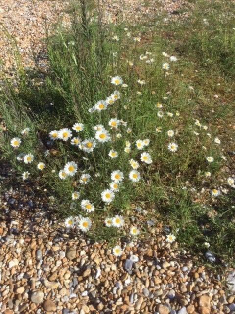 Mariner'S Cottage - On Kingsdown Beach Deal Eksteriør bilde